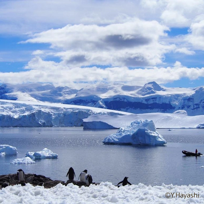 女優の和泉雅子様より応援メッセージをいただきました