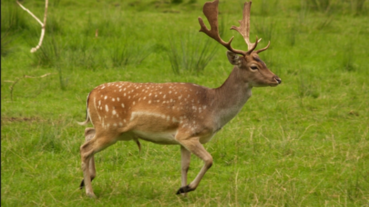 北海道の新たな物産を作るための「エゾシカ資源化プロジェクト」