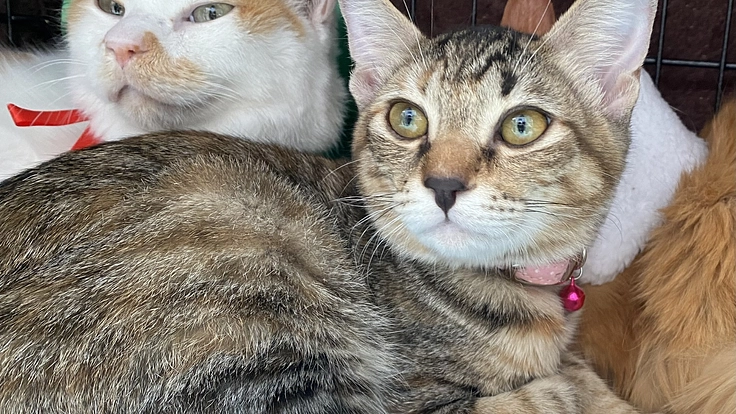 古い家の再生を助けて下さい！山口県萩市に猫との癒しの空間を造りたい 3枚目