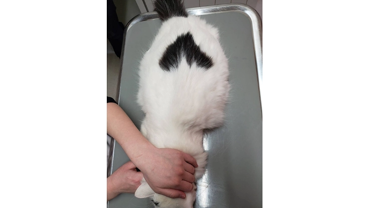 難病FIPの保護猫ハート❤️を助けてください 7枚目