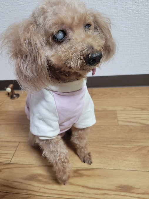 クラウドファンディングも残り半分になりました