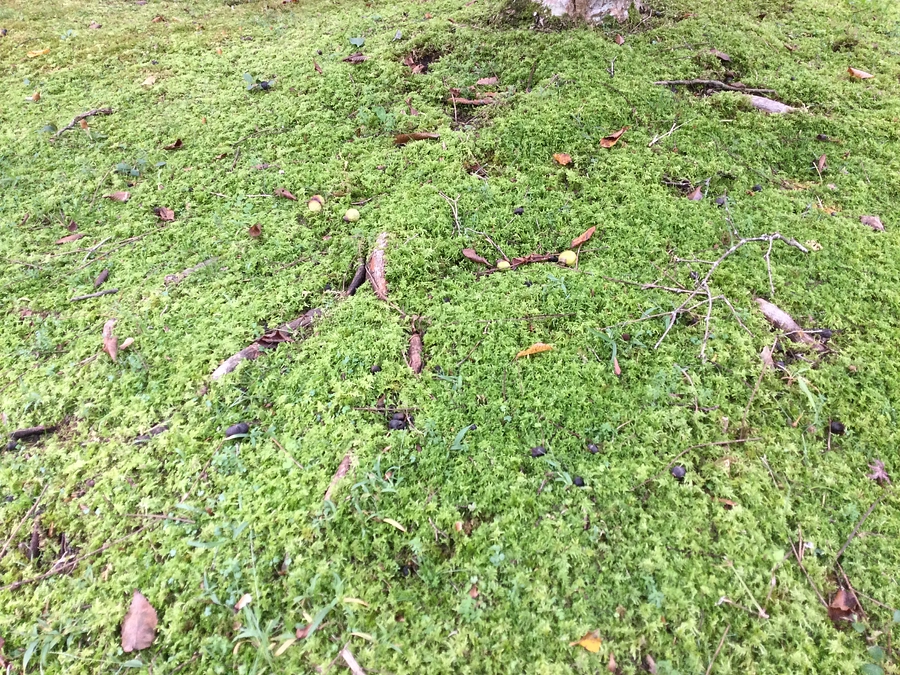 ムクロジの様子