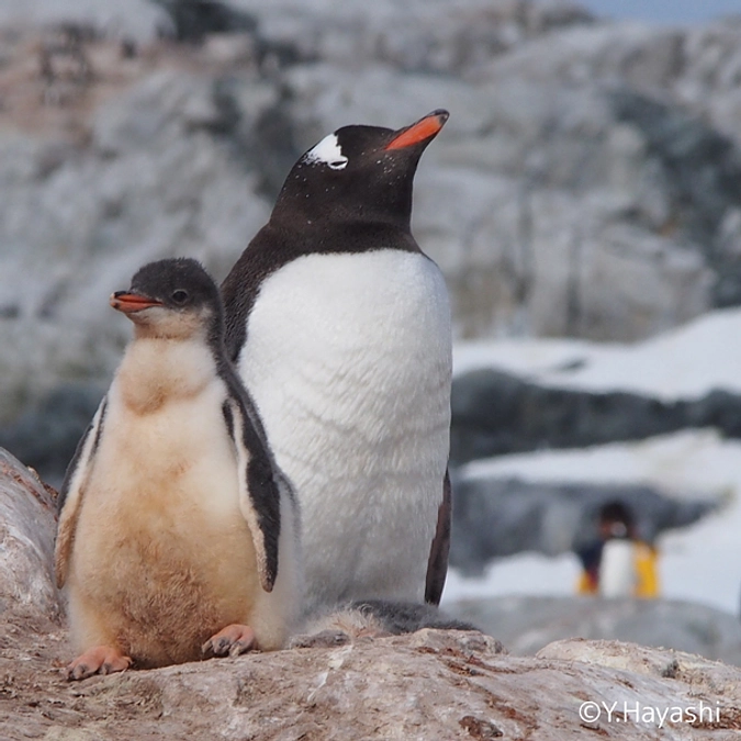 自民党元総裁の谷垣禎一様より応援メッセージを頂きました
