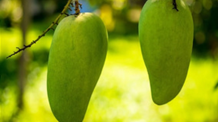 世界から厳選した13種の美味しいアボガドを日本にも届けたい!