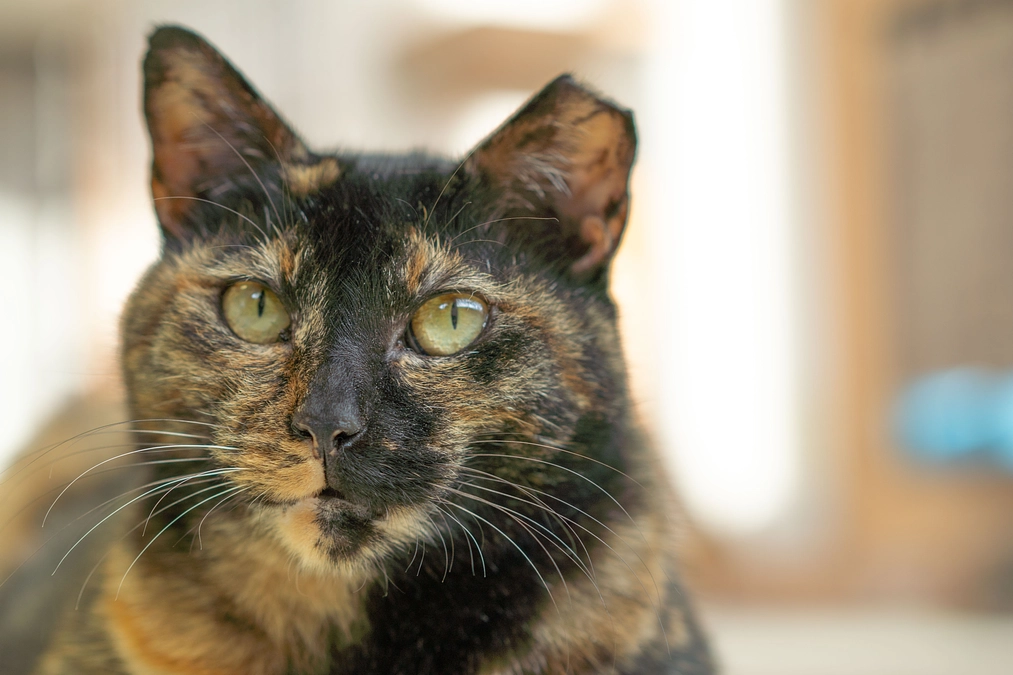 さくらプロジェクトリターンついて