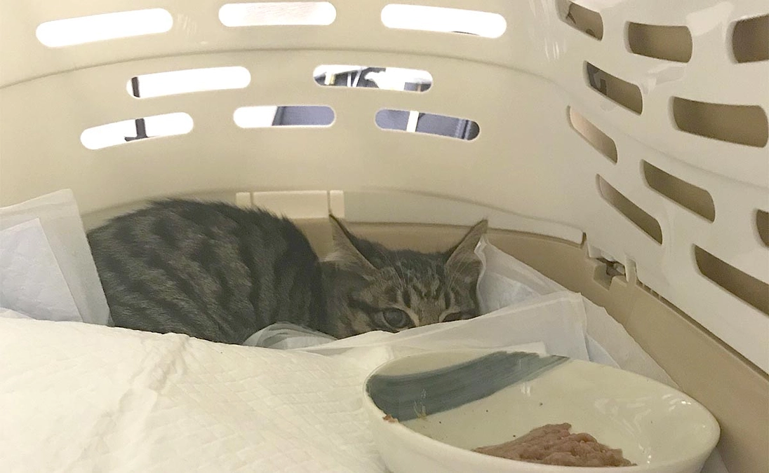 SOSの相談があっていた親猫と仔猫の保護ができました