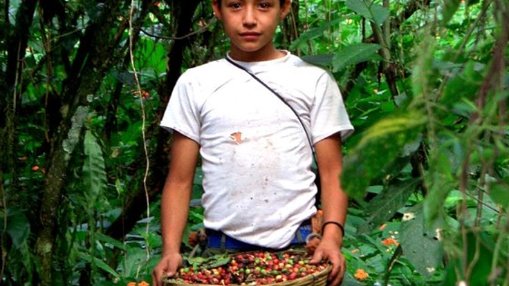グアテマラ沖大地震SOS！コーヒー生産者の生活再建を