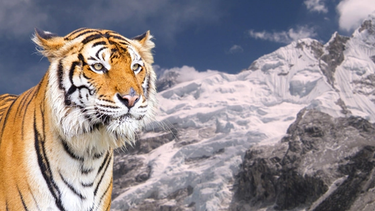 ヒマラヤに棲む幻の野生トラの映画化に向け現地調査を行いたい！