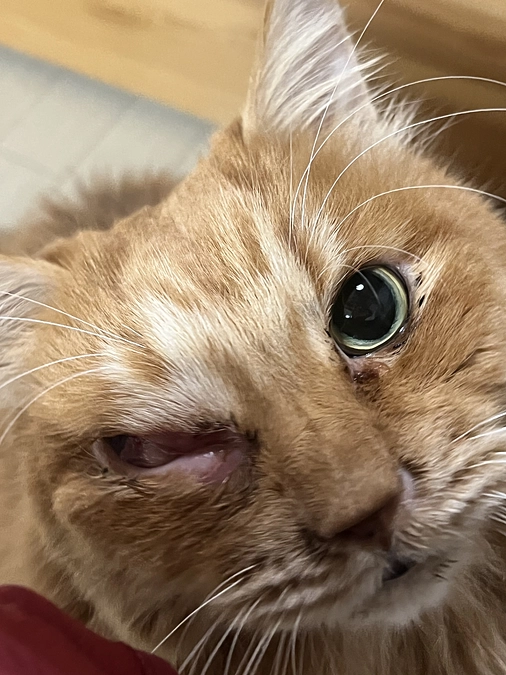 緩和ケアのその後