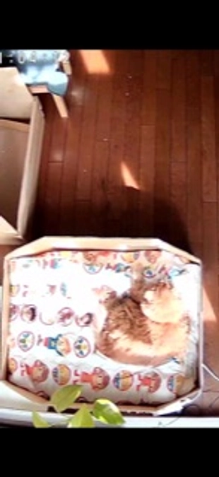 応援ありがとうございました。