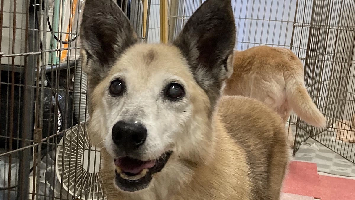 チェリーの日常。ご飯は1日4回。スタッフが食べさせています。