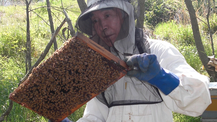 養蜂を30年続けている父のおいしいアカシアはちみつを届けたい
