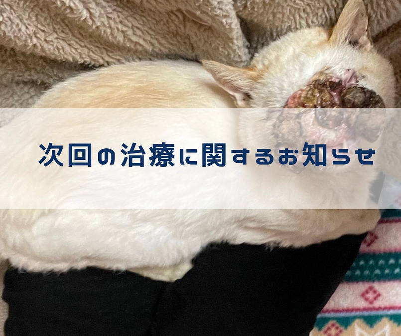 【次回の治療日程が決まりました】