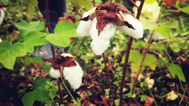 日本で唯一！和綿の魅力に触れられる場を都内に復活させたい！