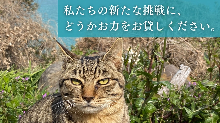 過酷な環境で暮らす猫を救う。長崎の離島「壱岐」の猫に不妊去勢手術を 5枚目