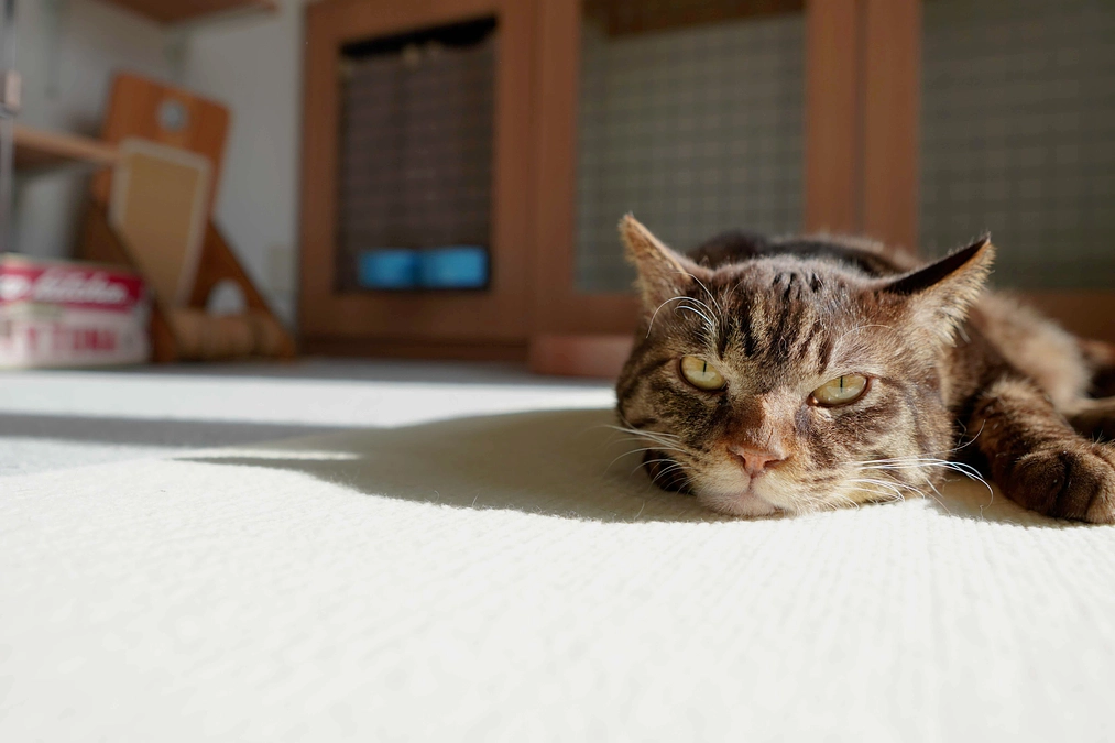 猫トイレ開発「秘？」話①