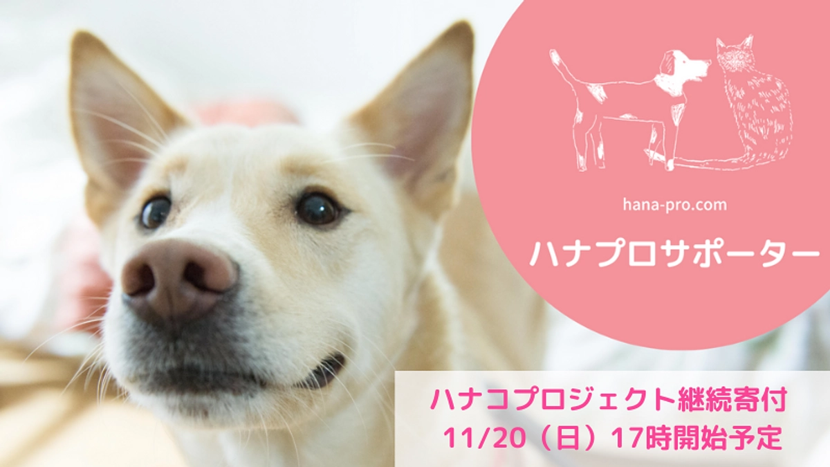 継続寄付「ハナプロサポーター」 11/20(日)17時開始予定