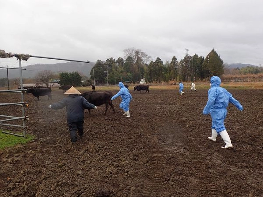 大熊町の池田牧場での総合調査