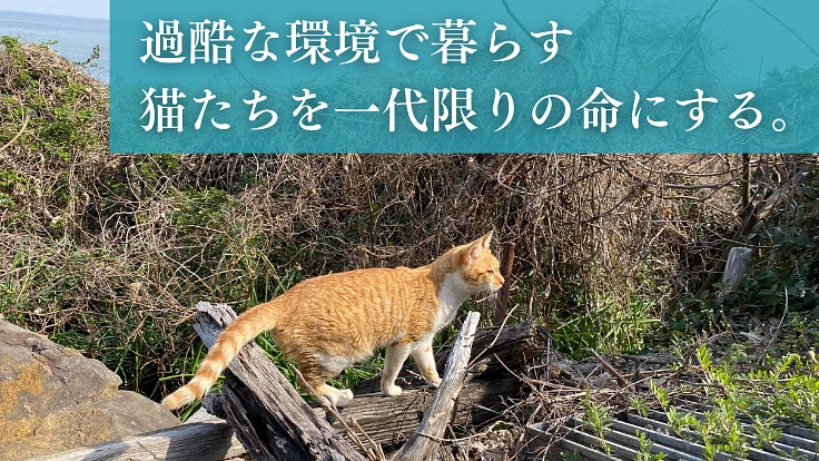 過酷な環境で暮らす猫を救う。長崎の離島「壱岐」の猫に不妊去勢手術を 4枚目