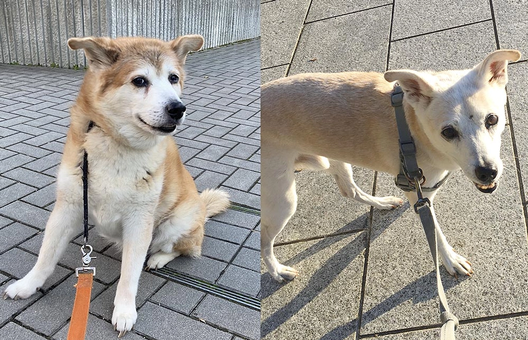 寒くなったので大喜びの太陽と寒そうなチャーリー