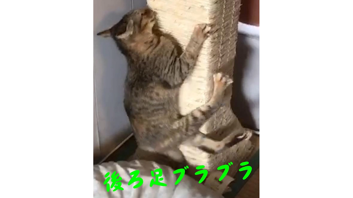 前足だけでしがみつく動画！！