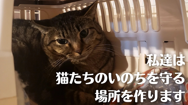 安心して暮らせるおうちとご縁を繋ぐ。保護猫シェルター新設にご支援を 3枚目