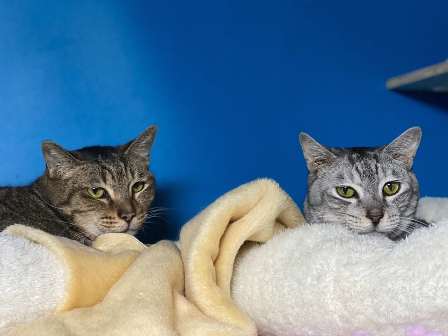 ★ お部屋の修繕が完了のご報告