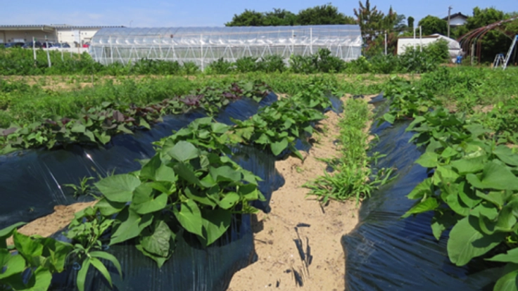 砂丘地畑で栽培される”すずめ野菜”にいつでも水を届けたい！