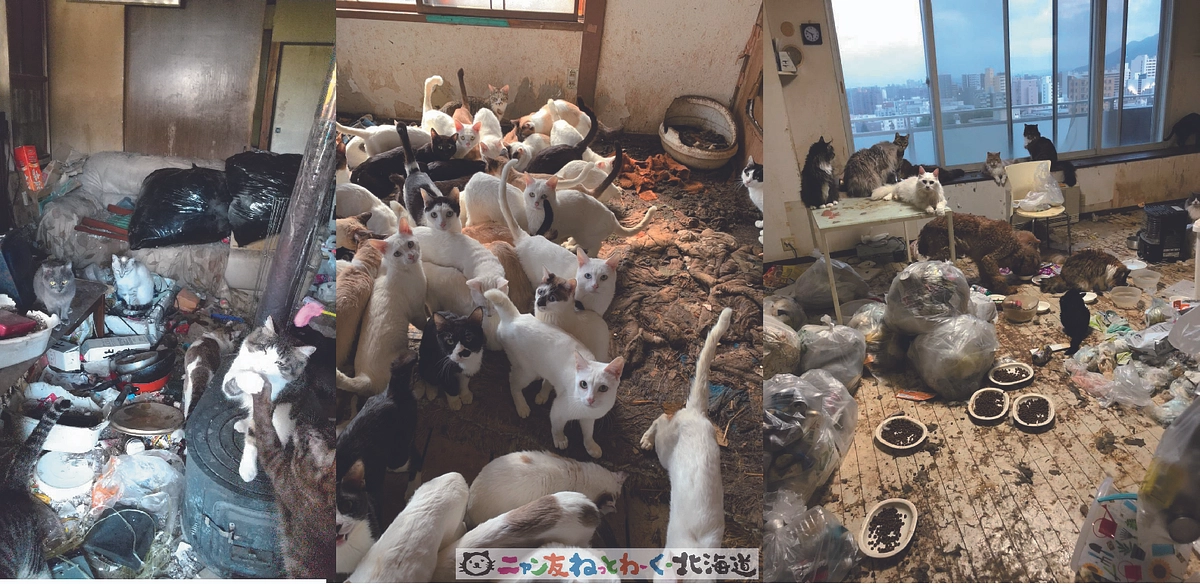 北海道の猫達を取り巻く現状とクラウドファンディングへの挑戦