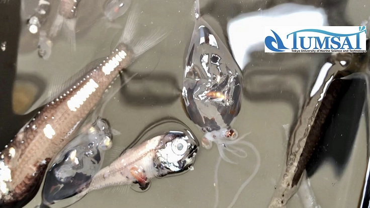 「海鷹丸」で探る!南極海で生まれ育つ "魚" の暮らしと地球の未来 3枚目