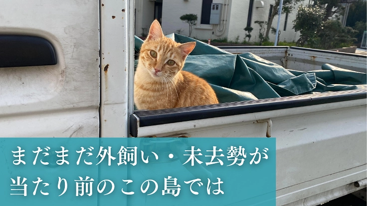 過酷な環境で暮らす猫を救う。長崎の離島「壱岐」の猫に不妊去勢手術を 2枚目