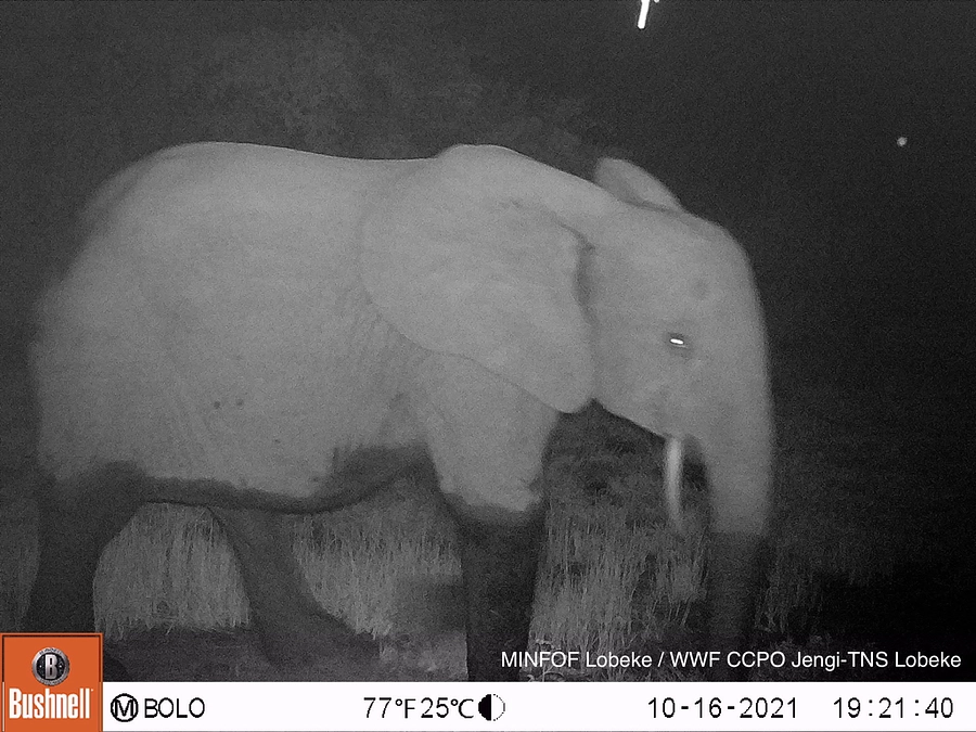 【ジャングルこぼれ話】マルミミゾウと人の不思議な伝承