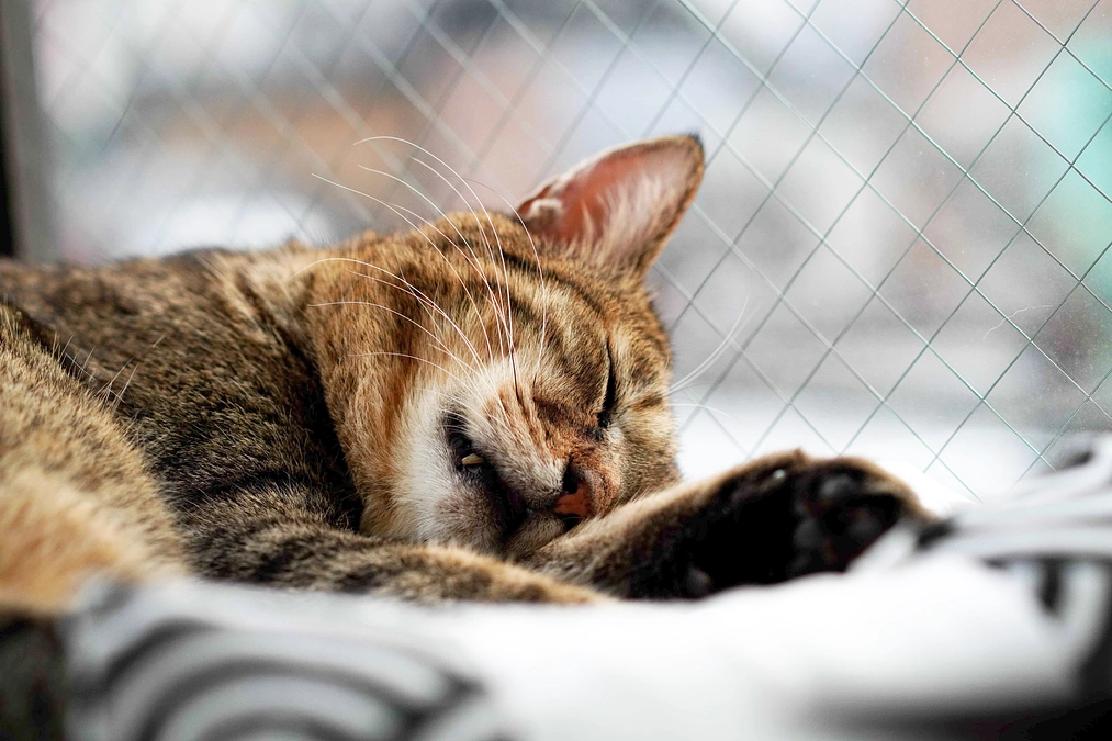 さくらプロジェクト、残り5日となりました。