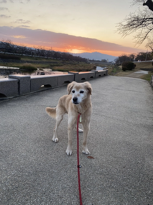 今夜９時！ ＊元・供血犬『シロちゃん』TV出演のおしらせ＊