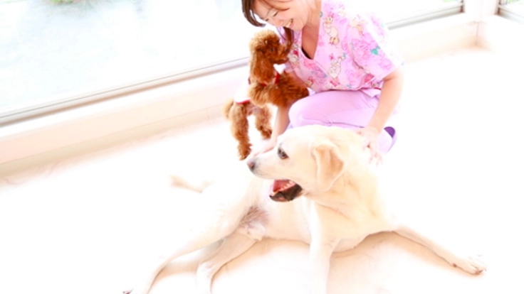 ペットのための鍼灸ケア法を自宅で学べるWEBスクールを作りたい