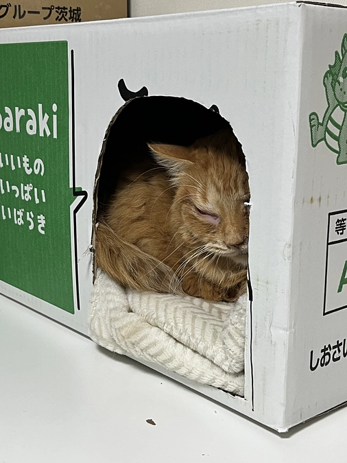 昨日往診に来ていただきました。