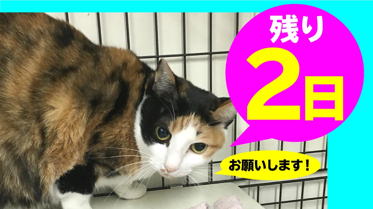 終了まで残り【2日】