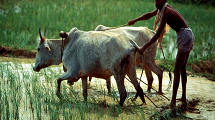 バングラデシュに農業革命を！最高の教育を農家たちにも届けよう