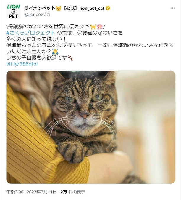 保護猫さん写真募集中