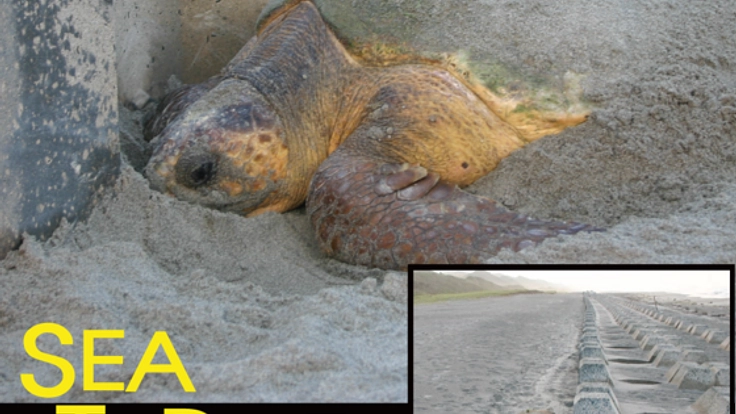 表浜海岸でウミガメが安心して産卵できる砂浜を皆でつくりたい！