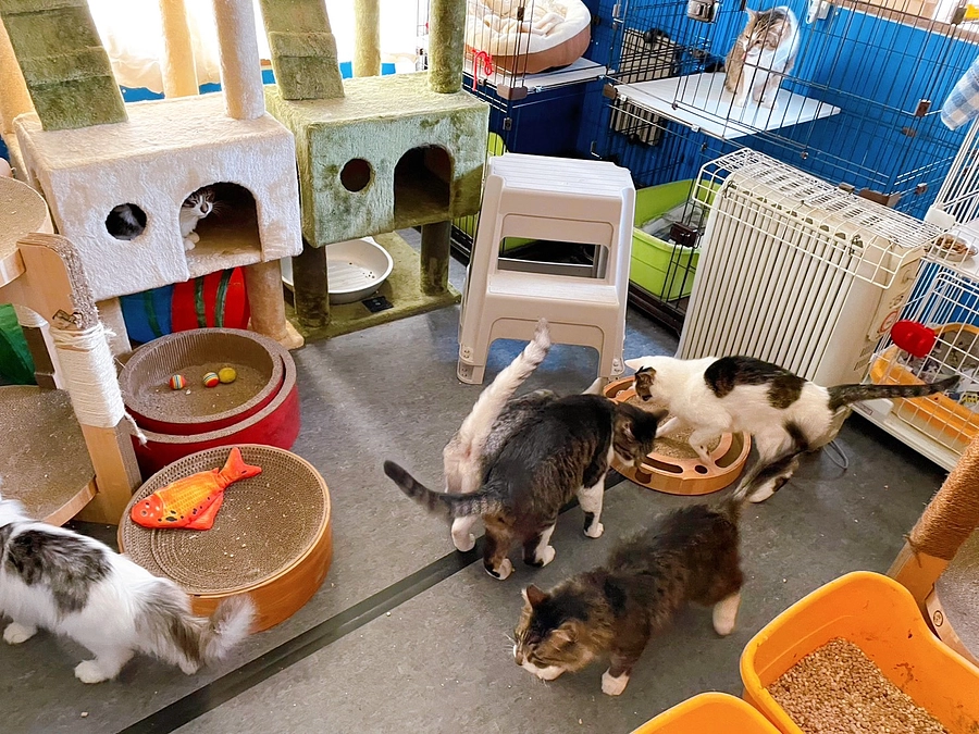 ★小田原多頭猫のお部屋、修繕工事順調にスタート