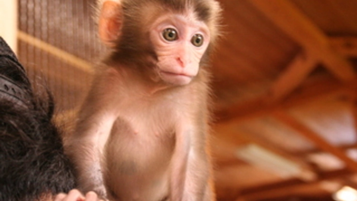 動物たちを癒す大内山動物園！保護した仔猿の住み家を建てたい！