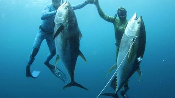 漁師として独立し、スピアフィッシング世界大会出場を目指したい