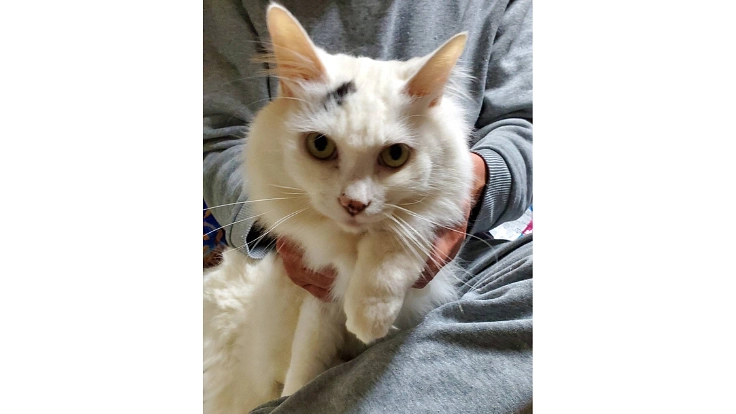 難病FIPの保護猫ハート❤️を助けてください 2枚目