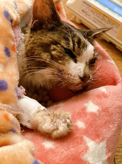 ★扁平上皮癌のココちゃん容態悪化、診察後は富永自宅へ。