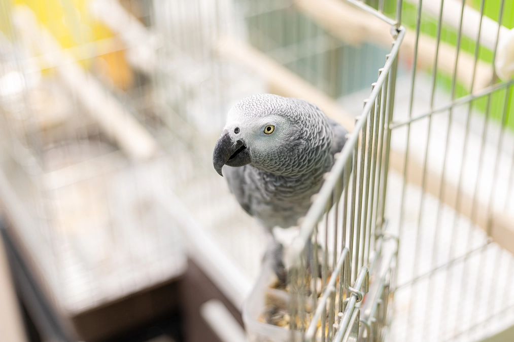 開始から一週間が経ちました🐾