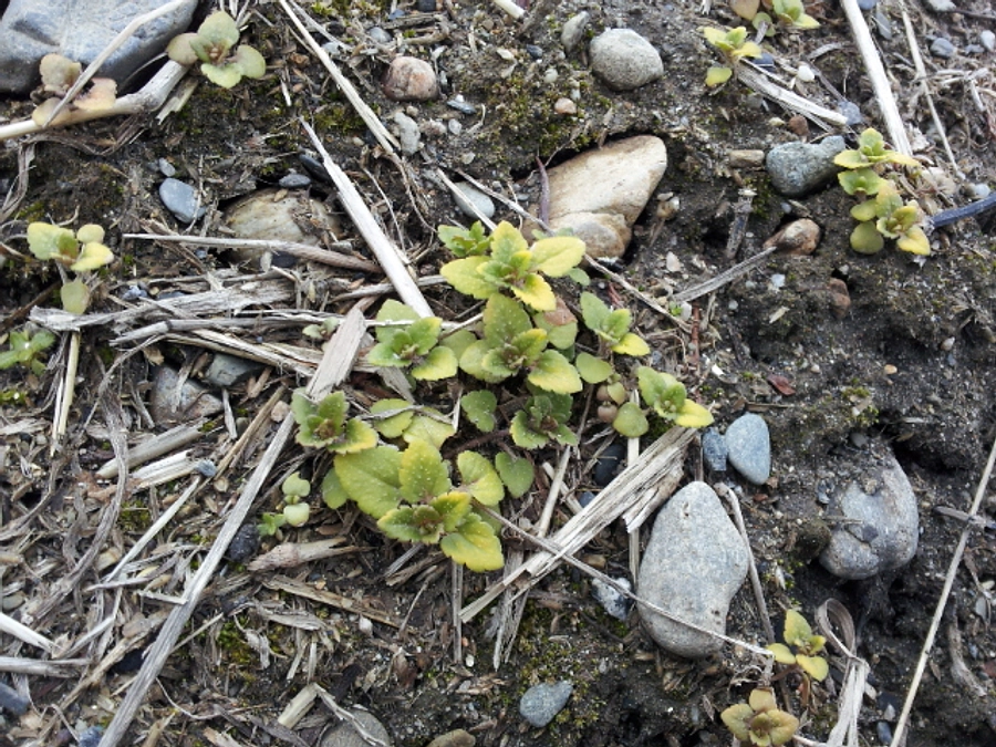 【あと5日】手の記憶 そしてその手を、離さないように。