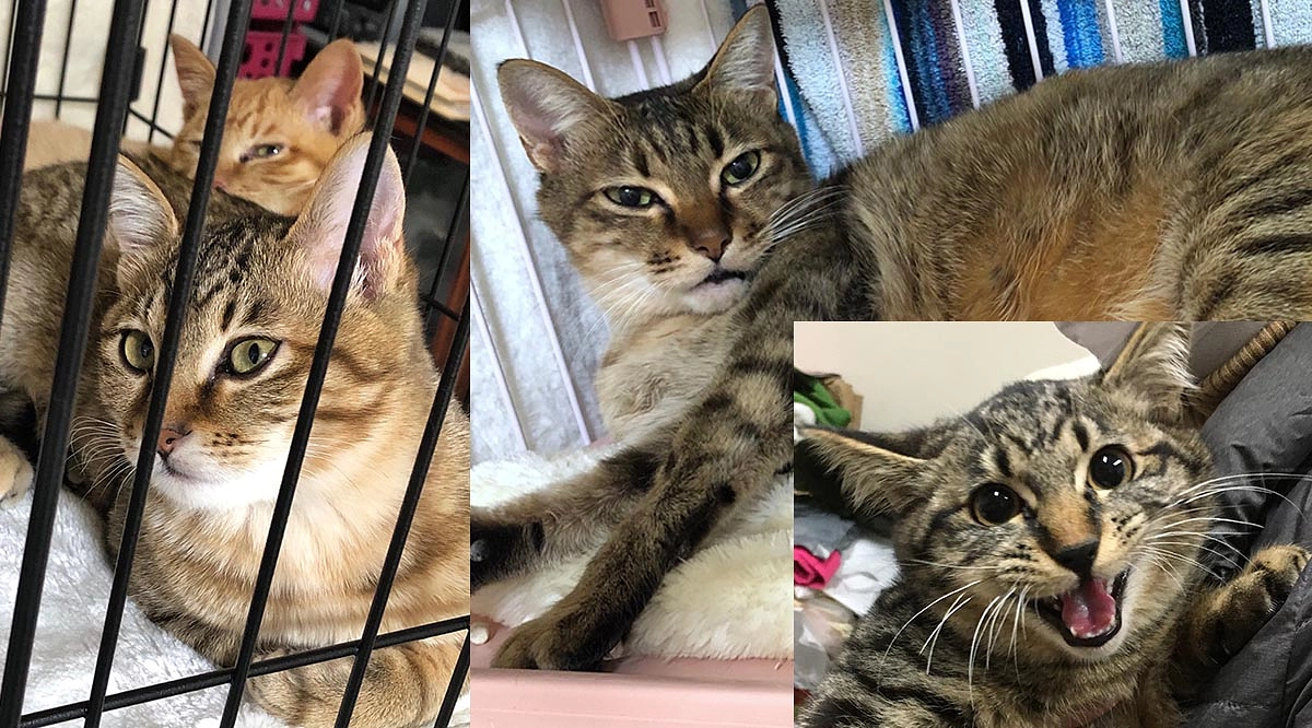 年末からの保護猫活動のご報告です