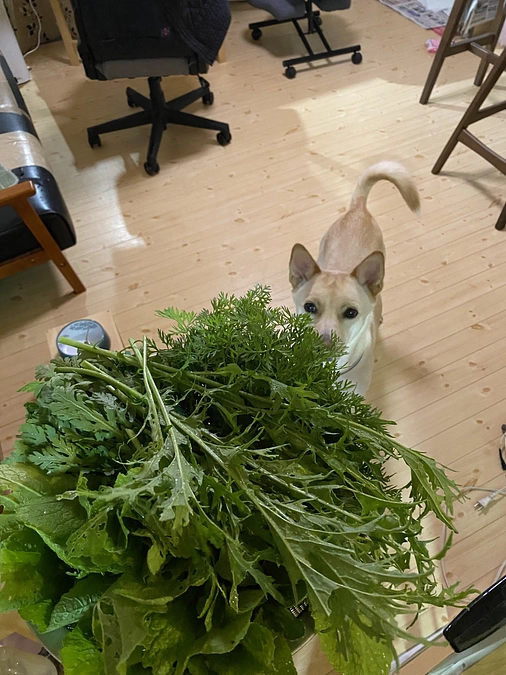 【支援期間終了まであと４日!!】