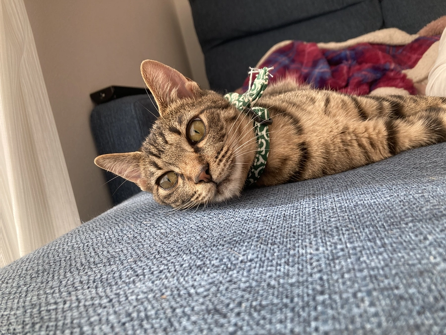 目標金額達成のお知らせと御礼。